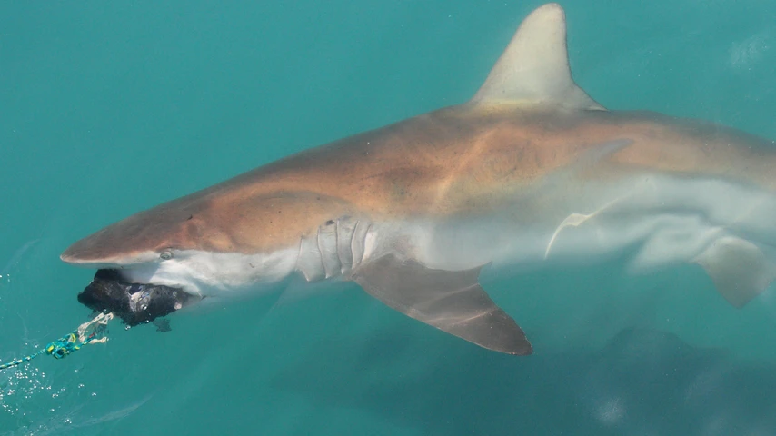 Bronze whaler shark